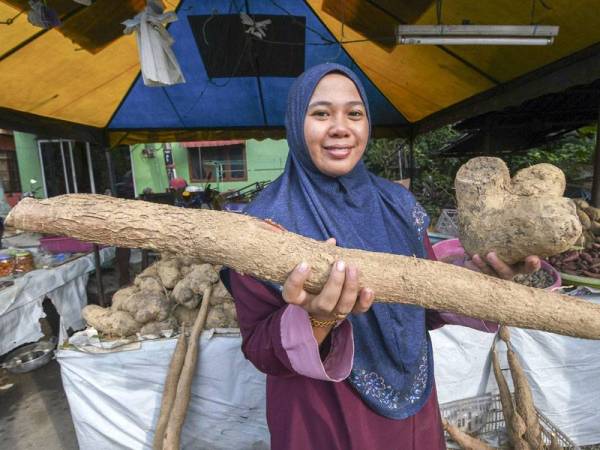 Fatin Farahiyah menunjukkan ubi kayu dan ubi badak yang dijual di gerainya di tepi jalan Pasir Mas - Tanah Merah di Kampung Paloh. - Foto Bernama