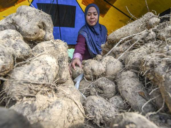 Fatin Farahiyah memeriksa ubi badak yang dijual di gerainya di tepi Jalan Pasir Mas - Tanah Merah di Kampung Paloh. - Foto Bernama