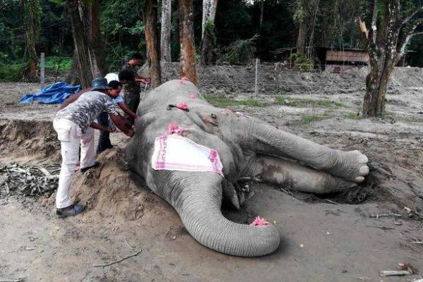 Pengawal hutan India mengukur badan gajah liar mati (Gambar AFP) 