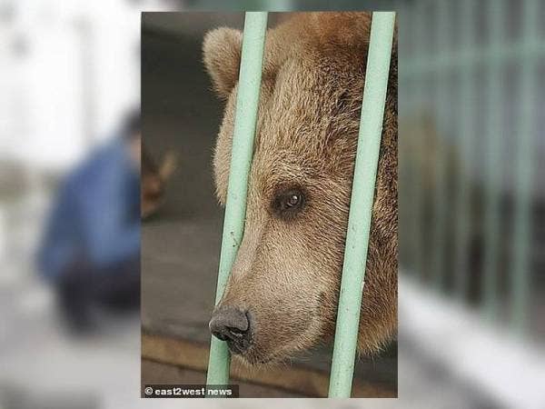Katya akan belajar hidup dalam keadaan semula jadi di zoo selepas menjalani hukuman penjara selama 15 tahun sejak 2004.