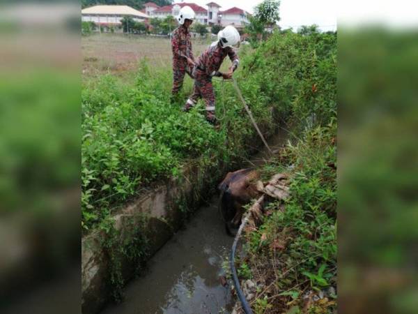 Bomba mengambil masa hampir setengah jam untuk menyelamatkan lembu yang terjatuh dalam longkang.