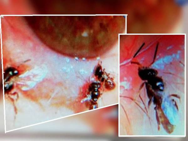 Lebah yang ditemui dalam mata He.