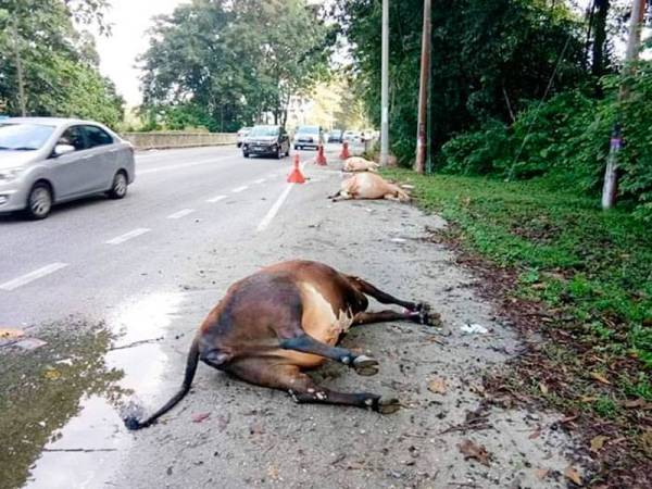Keadaan lembu-lembu yang mati selepas dilanggar dua kenderaan pagi tadi.