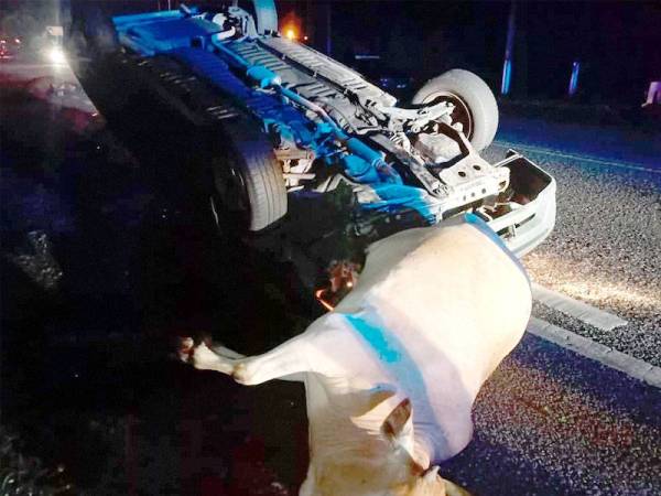 Keadaan sebuah kereta yang terbabit dalam kemalangan pagi tadi selepas tidak sempat mengelak sekumpulan lembu melintas jalan.
