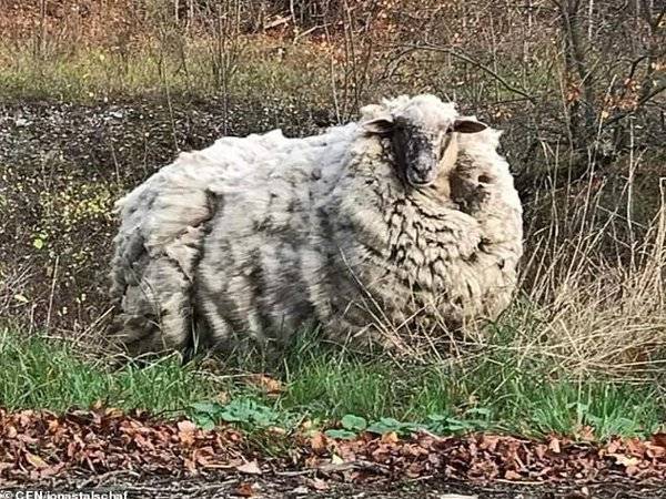 Di anggarkan bulu kambing biri-biri ini seberat 20 kilogram dan ramai di kalangan nitezen mencadangkan bulu kambing ini perlu dicukur.