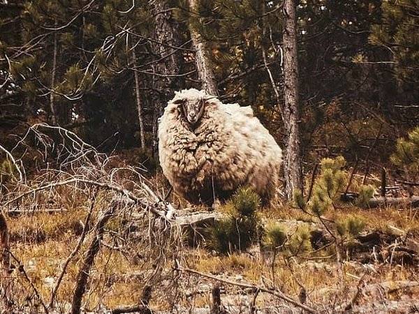 Keadaan bulu yang tebal dan berbau itu menghindarkannya dari pemangsa seperti serigala.