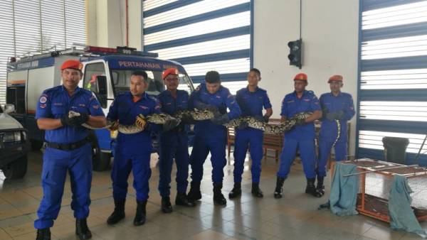 Ular tersebut akan diserahkan kepada Jabatan Perhilitan.