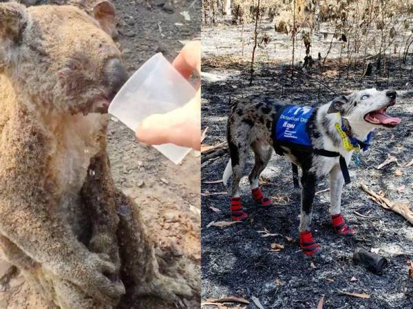 Koala diberi minuman oleh petugas keselamatan. Bear dilatih bantu mencari binatang termasuk koala dalam kebakaran hutan di Australia.