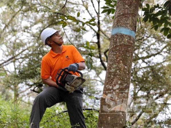 Seorang pekerja menebang pokok yang ditanam secara haram di tanah milik PKPP.