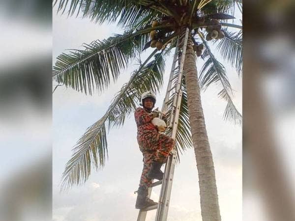 Anggota bomba menyelamatkan seekor kucing yang terperangkap atas pokok di Tali Air 11, Pasir Panjang semalam.
