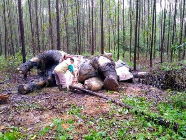 Doktor haiwan memeriksa bangkai gajah tanpa kepala yang ditemui di Riau. - Foto AFP