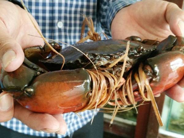 Program pembenihan dan peningkatan semula jadi ketam bakau dijalankan oleh AKUATROP, UMT berjaya meningkatkan populasi ketam bakau di habitat semula jadinya di Tanah Bencah Setiu.