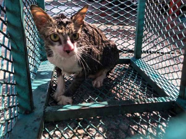 Kucing liar yang terjatuh ke dalam Sungai Segget diselamat anggota bomba pagi tadi. - Foto ihsan Balai Bomba dan Penyelamat (BBP) Larkin