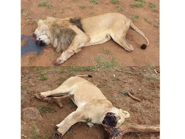 Singa jantan yang dibunuh, Tau dari Sunward Ranch, Afrika Selatan, dengan kaki dan rahangnya dipootong.