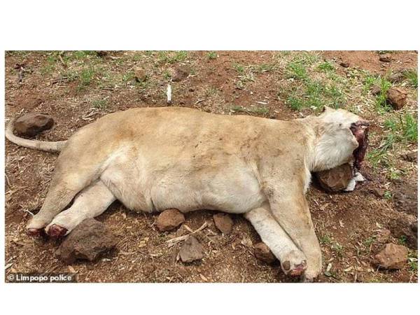 Kaki dan rahang singa dipotong untuk tujuan 'muti' kepada pengamal rawatan tradisional.