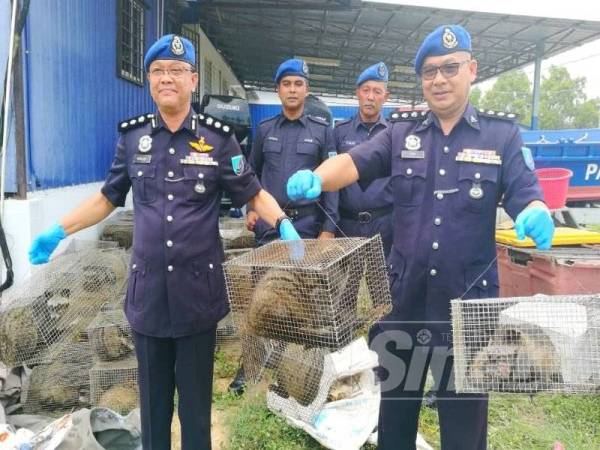 Norzaid (kiri) bersama pegawainya menunjukkan musang yang dirampas.