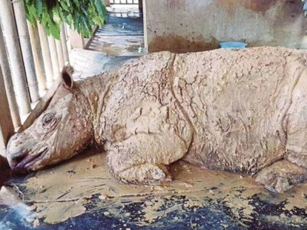 Iman, badak sumbu Sumatera terakhir di Malaysia menemui ajal petang ini di Pusat Perlindungan Badak Sumbu Borneo di Sabah. - Foto Bernama