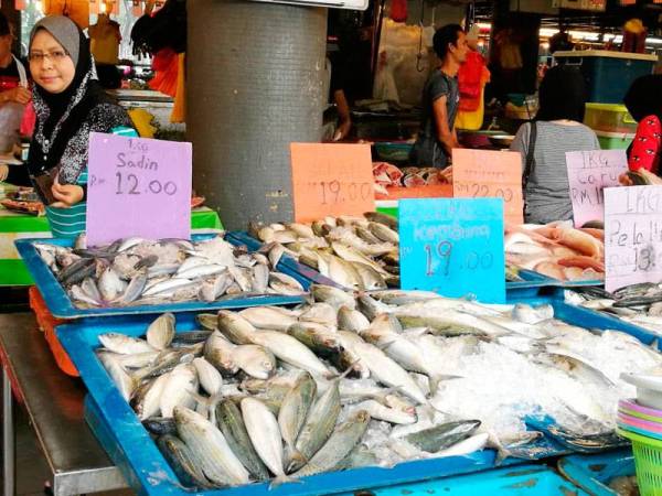 Harga ikan kembung mampu cecah RM50 jika projek PSR dilaksanakan.