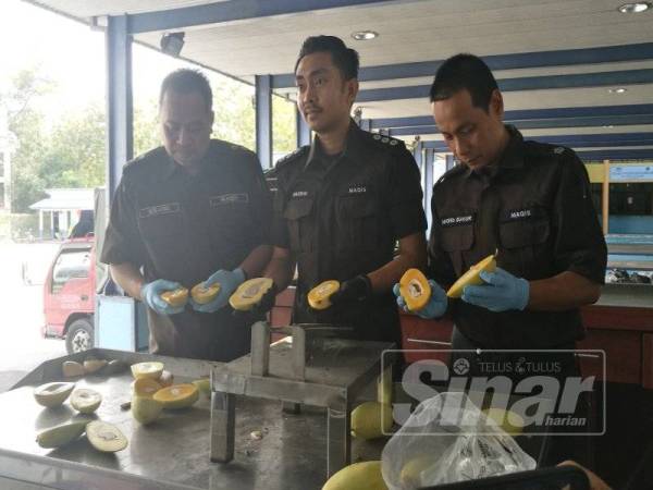 Khairi (kiri) menunjukkan buah mangga yang diperiksa jika terdapat serangga perosak