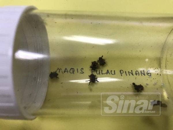 Kumbang pengorek buah turut dikesan dalam kotak buah mangga yang dibawa masuk oleh pelancong asing.