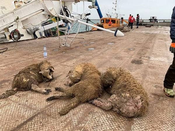 Tiga ekor kambing biri-biri yang cedera berjaya diselamatkan dari kapal yang terbalik di Laut Hitam.
