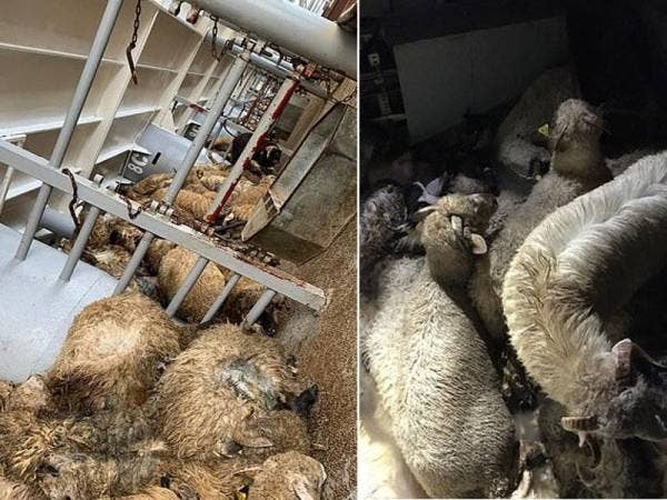 Keadaan yang mengerikan apabila penyelamat dari badan amal Four Paws mendedahkan rakaman keadaan haiwan tersebut di atas kapal.