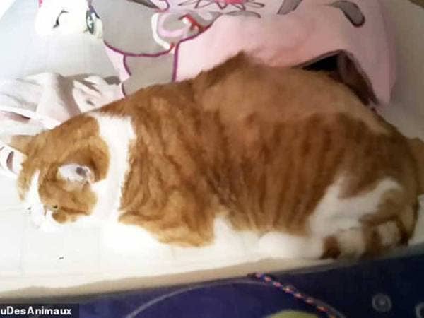 Dreadlock di belakang badan Chamade telah dibuang dan ia kini dijaga sebuah keluarga baharu. - Foto Agensi