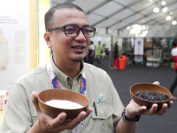 Ahmad Syakir menunjukkan dua jenis beras istimewa iaitu Kinmemai dan Giant Wild Rice.