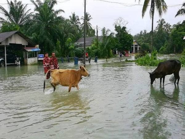Ibrahim (hadapan) dan anggotanya menarik lembu ke tempat tinggi selepas kawasan kampung berkenaan ditenggelami banjir.