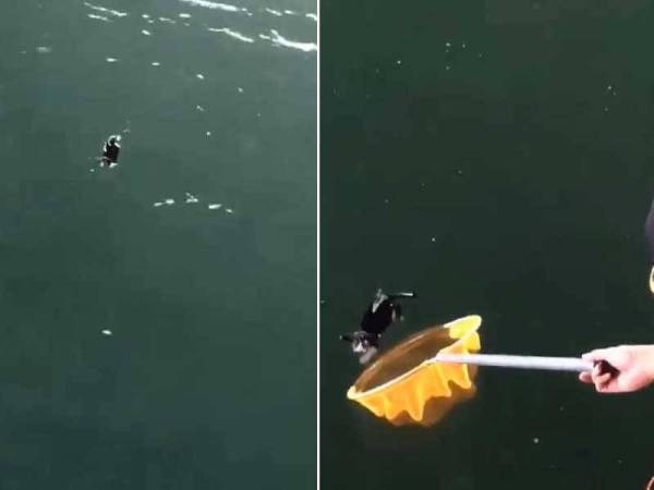 Paparan video tular di laman sosial.