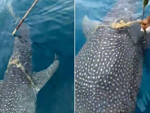 Ikan paus menghampiri sekumpulan nelayan setelah badannya tersangkut pada seutas tali hingga menghalang pergerakannnya tular di laman sosial.