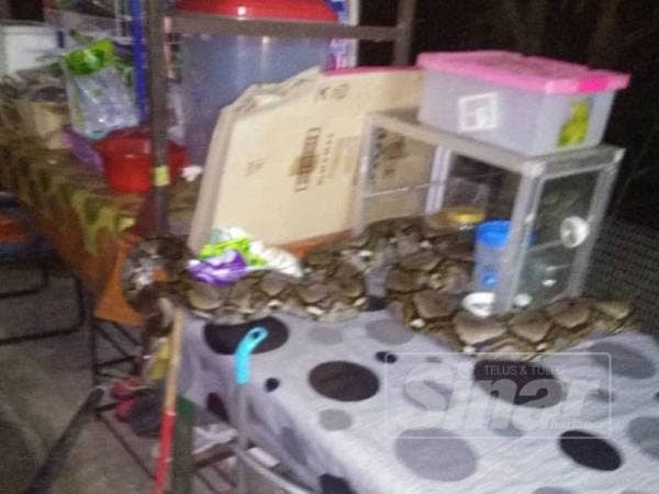 Ular sawa ditemui melingkar di atas meja makan dalam kejadian di Kampung Bestari Jaya di sini, malam tadi.