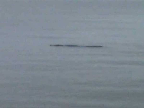 Perhilitan mengesahkan seekor buaya tersesat memasuki kawasan pantai Ban Pecah, Kurau Kurau.