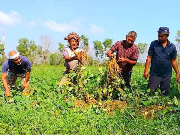 Petani kerugian besar apabila tanaman mereka ditenggelami air banjir.