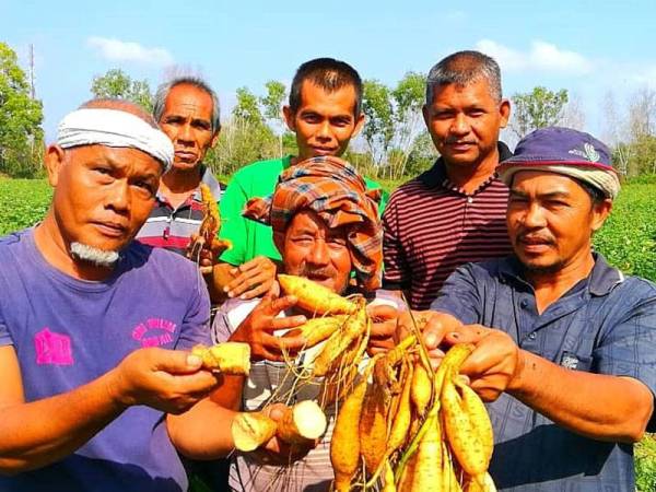 Samsudin (kiri) bersama petani lain menunjukkan ubi mereka yang kelihatan cantik diluar tapi rosak di dalamnya.