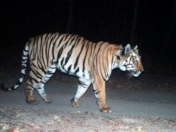 Harimau digelar C1 itu berjalan sejauh 1,300km dalam tempoh lima bulan.