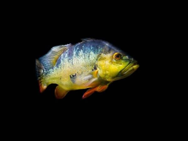 Peacock bass. - Foto 123RF