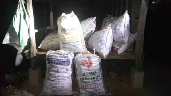 Guni berisi ketum yang diletakkan disebuah pondok di Felda Mata Ayer.