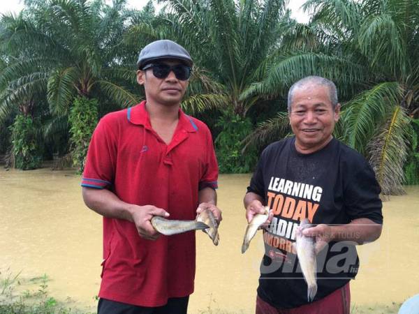 Othman (kanan) bersama anaknya menunjukkan haruan antara spesis ikan yang ditangkap.