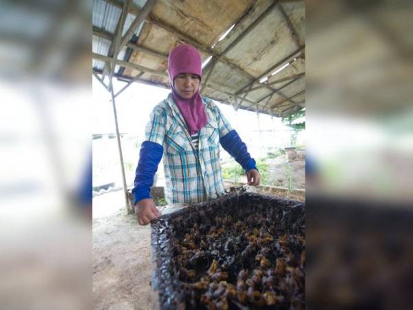 Koloni kelulut yang ditempatkan di dalam kawasan tanaman stevia di Kampung Tempinis, Besut. - Foto Prof Madya Dr Shamsul Bahri