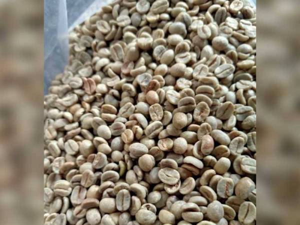 Sebanyak 19,200 kilogram biji kopi hijau Brazil tanpa permit cuba dibawa masuk ke negara ini.