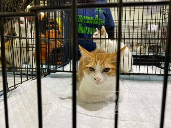 Bayaran sebanyak RM30 dikenakan bagi seekor kucing.