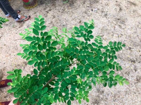 Pucuk daun gemunggal yang enak dicampurkan ke dalam adunan telur dadar bersama isi ikan budu.