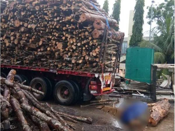 Mangsa dipercayai dihempap kayu balak yang jatuh ketika sedang melakukan kerja-kerja mengikat balak tersebut di atas treler.