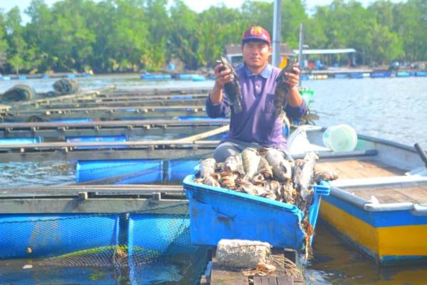 Penternak menunjukkan sebahagian daripada ikan yang mati.