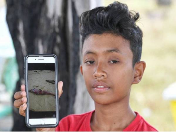 Ahmad Nasrul Hazim menunjukkan gambar bangkai ikan lumba-lumba yang dirakam rakannya yang terdampar di Pantai Tanjung Gelam ketika ditemui hari ini. - Foto: Bernama