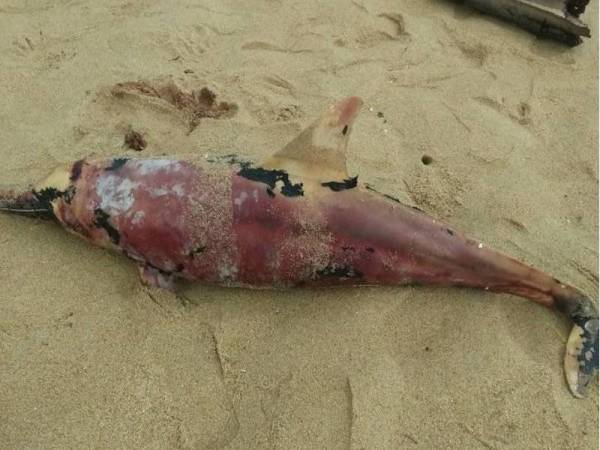 Gambar bangkai ikan lumba-lumba yang dirakam orang awam terdampar di Pantai Tanjung Gelam.  - Foto: Bernama