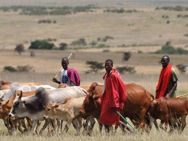 Pengembala lembu Fulani jadi sasaran Boko Haram di Nigeria. Foto: Agensi