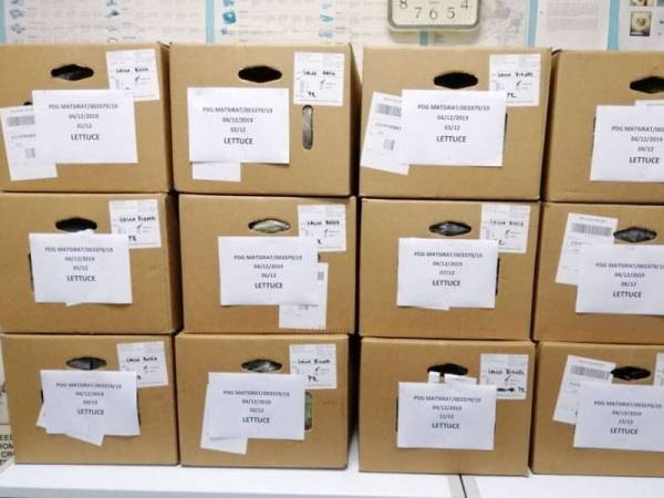 12 kotak salad bernilai RM1,608 yang dibawa masuk dari Australia.