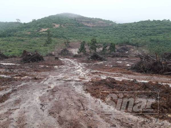 Kebun getah Ramlah ibarat padang jarang padang tekukur.